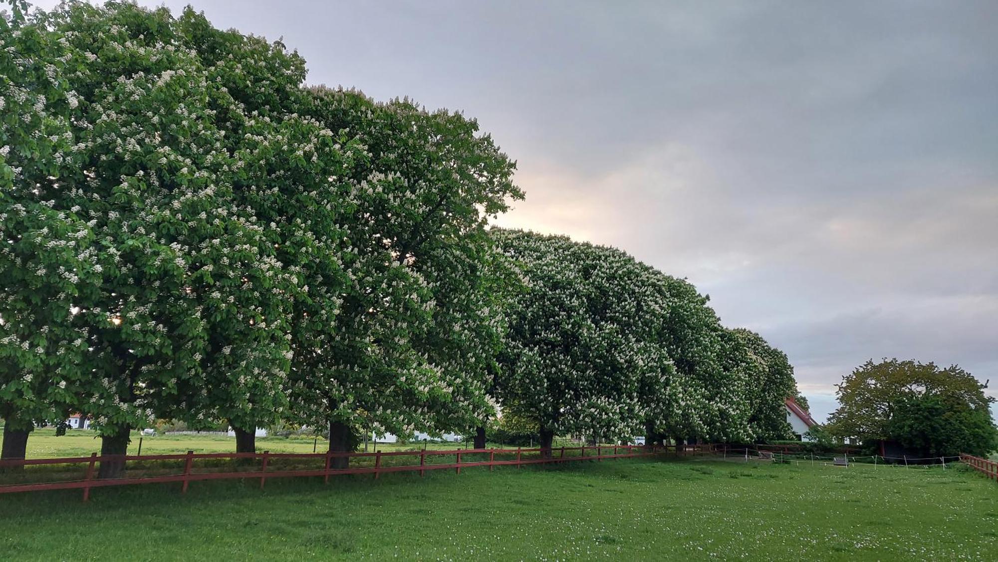 Lantligt Och Lugnt Boende Naera Natur Och Stad Svedala ภายนอก รูปภาพ